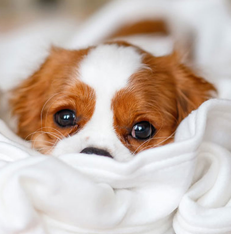 WHITE-DOG