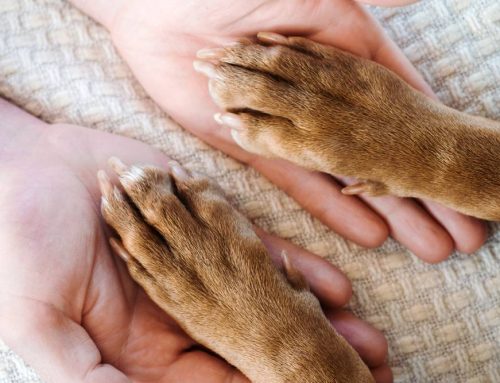 Arthritis and your pet