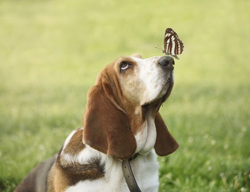 Canine Social Butterflies