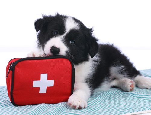 First Aid