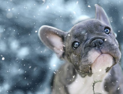Holiday Tummy Hazards For Your Pet