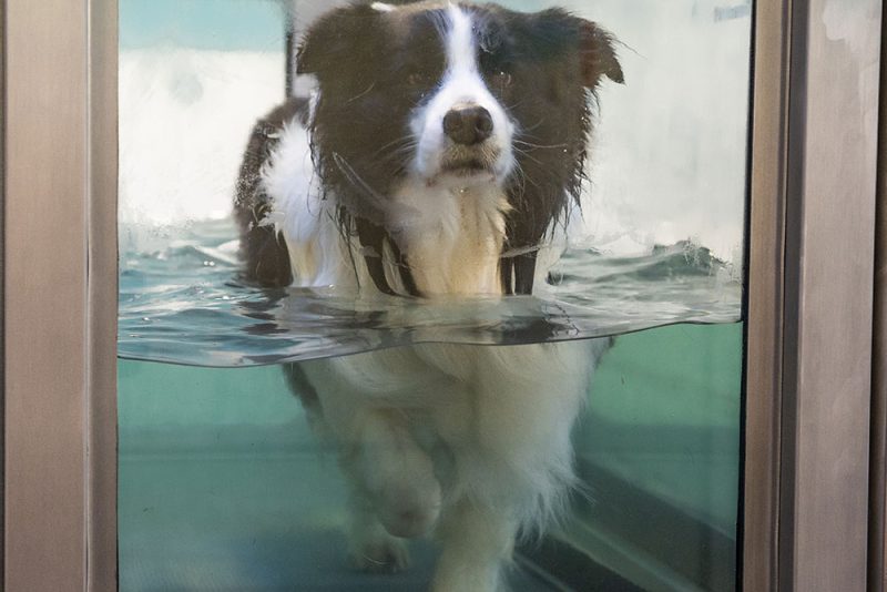 Underwater Treadmill Hydrotherapy Animal Care Clinic