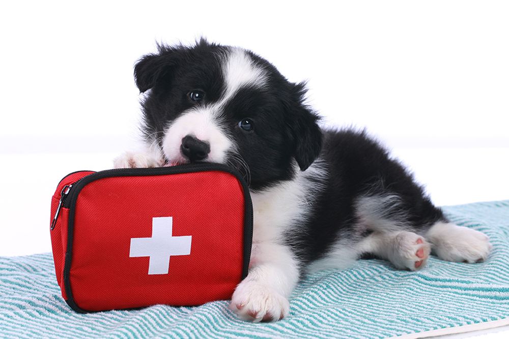 First Aid - Animal Care Clinic