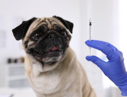 Canine Coronavirus Vaccine and COVID-19