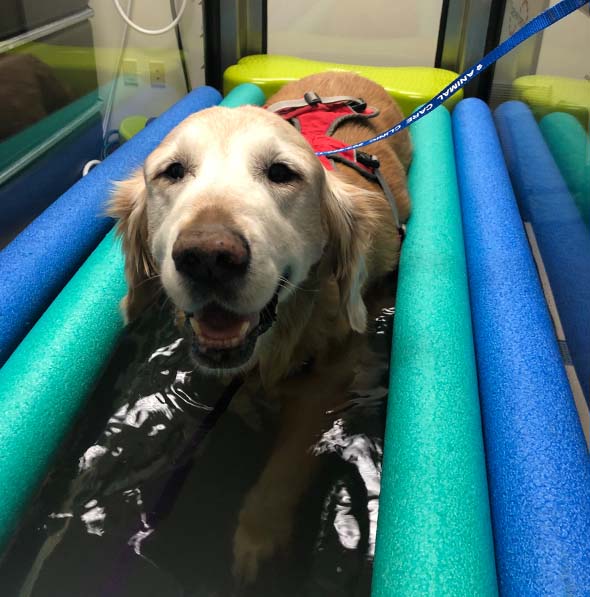 Water Treadmill Therapy Vet in Wilsonville Animal Care Clinic