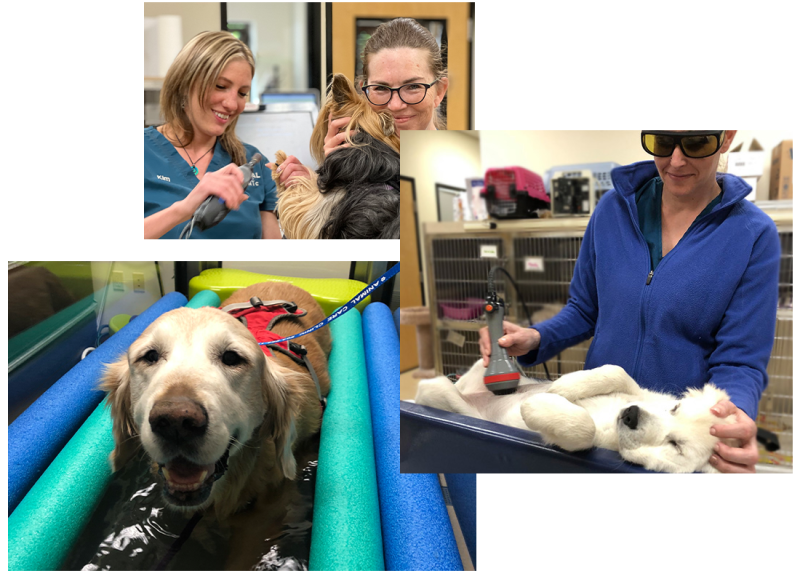 Veterinarian in Wilsonville Vets Near Me Animal Care Clinic